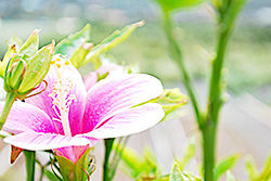今帰仁村ペンションGUSUKU 料金ページ　施設にはハイビスカスも咲きます。