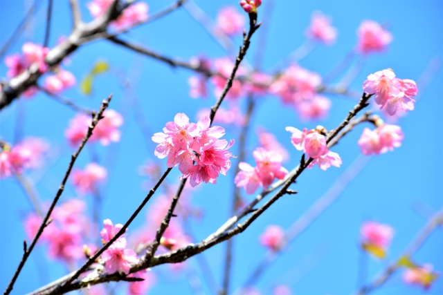 沖縄北部の桜