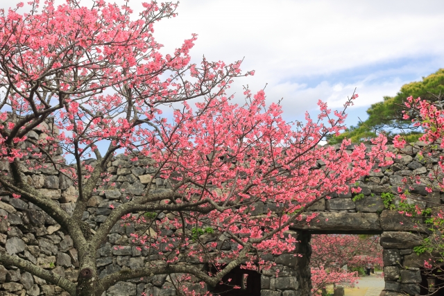沖縄の桜の木